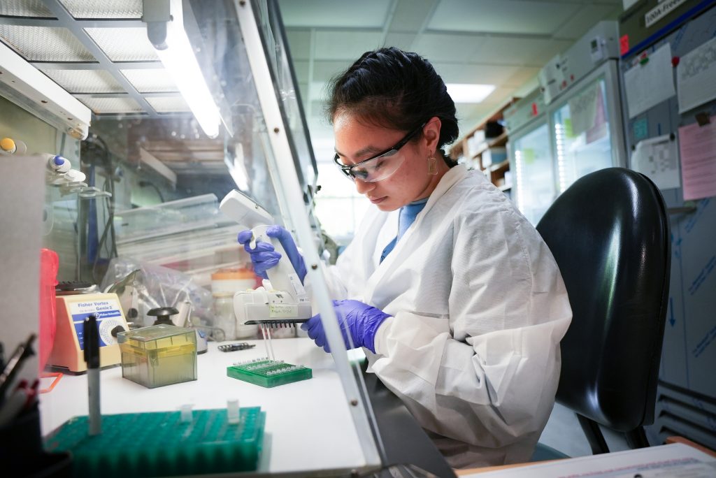 A laboratorian pipetting into PCR tubes in a tray using a multi-channel pipettor inside of a dead air box.
