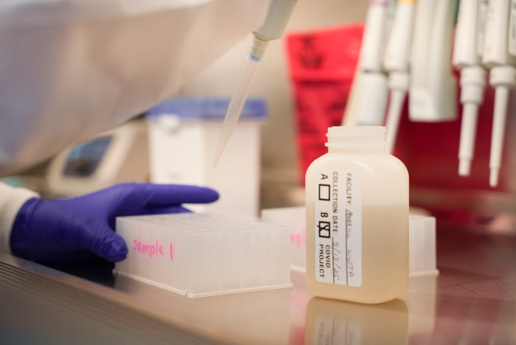 A close-up of wastewater sample being pipetted from a bottle to a plate in a biosafety cabinet.